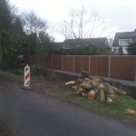 1-verwijderen bomen Berenkamperweg