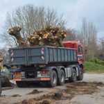 Voorbereiding volwassen knotwilgen planten de Flier te Nijkerk (2)