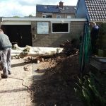 Berk verwijderen uit tuin 3